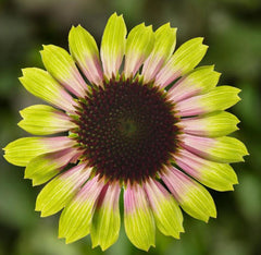 Echinacea Prairie Blaze Vintage Lime Live Perennial Plant Plugs, 4 Plants, Echinacea purpurea, Pink and Lime Green Flowers