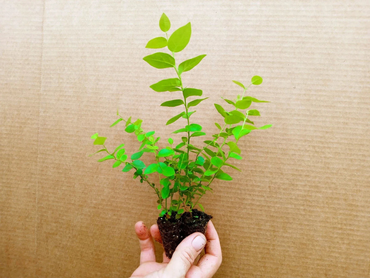 Blueberry Starter Plants - 2 Pack, REKA Variety, High Quality Berries, Vaccinium corymbosum, Pesticide Free, Zones 4-7