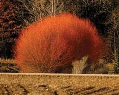 Red Flame Willow Trees - 3 Gallon - Stunning Red Foliage - Salix purpurea