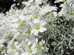 Snow In Summer Seeds - 200+ White Flower Perennial Ground Cover - Cerastium