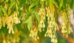 Live BoxElder Maple Tree - Well Rooted Plant - Acer negundo