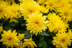 Yellow Chrysanthemum Live Plant, Perennial, Good Rooting System, No Blooms, Chrysanthemum morifolium