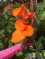 Orange Canna Lily Bulbs (3 Count) - Tropical Plant with Large Flowers and Foliage - Canna indica
