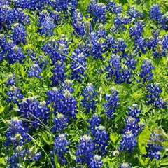 Texas Bluebonnet Wildflower Seeds - Heirloom Non-GMO - 50 Seeds - Lupinus texensis - Sun/Partial Shade