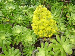 XXL Aeonium Arboreum Cuttings - Green Rose - 6" (15 cm) Diameter - Succulent Plant for Propagation and Gardening