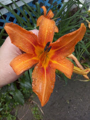 Orange Tiger Lily Plants 5-Pack Bare Root Perennial Hemerocallis Fulva Hardy Drought-Tolerant Preorder