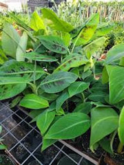 Double Mahoi Banana Plant - 3 Bare Root Starter Plants - Dwarf Cavendish (Musa acuminata) - Fast Growing, Fruitful Variety