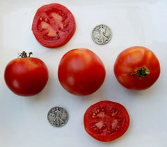 Super Sioux Fresh Seeds - 25 Pack - Heirloom Variety - Ideal for Home Gardens - Non-GMO