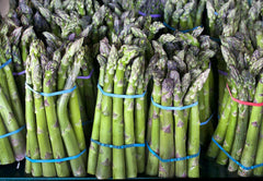 Asparagus Seeds - 100 Count - Mary Washington Variety - Asparagus officinalis