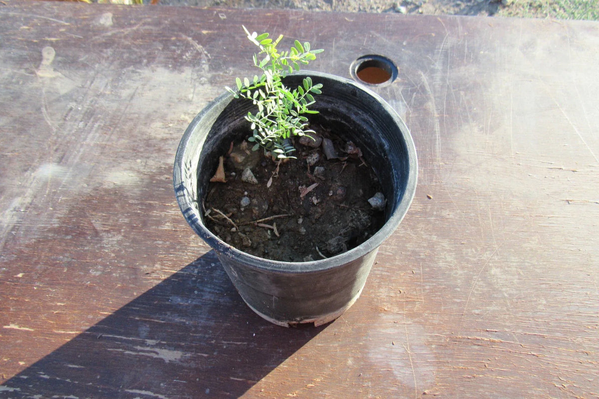 Desert Ironwood Tree - Well Rooted Olneya Tesota Bonsai Plant - Unique Indoor/Outdoor Bonsai Tree