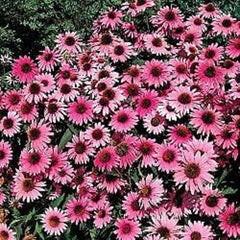 50 Purple Bravado Coneflower Seeds - Echinacea Purpurea Perennial Flower Seeds for Garden Planting
