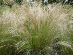 Mexican Feather Grass Seeds - 160 Count, Hardy Ornamental Grass, Stipa Tenuissima, USA Grown