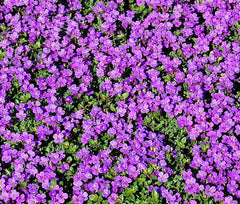Purple Rockcress Seeds 200+ Perennial Ground Cover, Aubrieta deltoidea, Purple Flower, USA Native