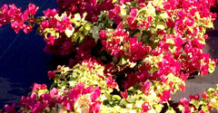Bougainvillea Starter Plant - Sunstone Red - Bare Root Plug - Well Rooted - Bougainvillea spp.