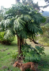 Giant Monstera Deliciosa Seedling in 2" Pot - Non-Variegated, Green - Tropical Houseplant