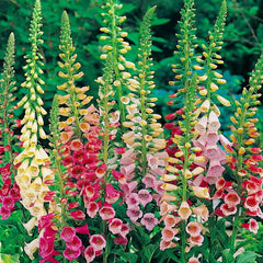 Foxglove Seeds - Excelsior Mix - Non-GMO - Digitalis purpurea - Garden Seeds for Planting - Seed Store