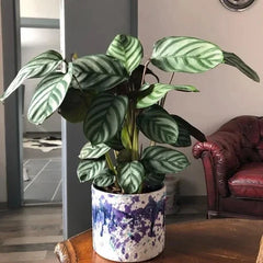 Calathea Seeds - 25+ Anulque Variety for Garden Planting - Free Shipping - Perfect for Indoor & Outdoor Gardening