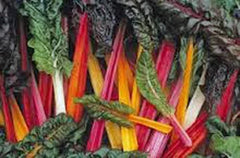 Swiss Chard Seeds - Rainbow Heirloom Variety, Non-GMO, 500 Seeds, Beta vulgaris subsp. cicla