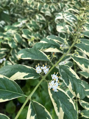 Callicarpa Cuttings 6-8" Long Albifructa 'Duet' Purple Beautyberry Plant