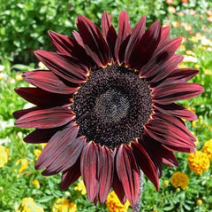 Chocolate Cherry Sunflower Seeds - 25+ Heirloom Organic NON-GMO - Rare Variety - Helianthus annuus