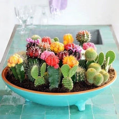 Mixed Variety Cactus Seeds, 100pcs Pack, Succulent Seeds for Planting, Cactaceae Family