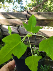 Papaya Live Plant 6-9 Inches - Carica papaya - Tropical Fruit Tree - Indoor/Outdoor Gardening
