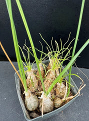 Albuca/Ornithogalum Cluster Succulent Plant - Rare Rooted Variety - 2.5" Pot - Unique Indoor Decor