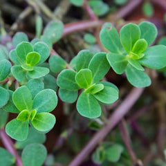 Green Purslane Seeds - 2000+ Heirloom, Non-GMO, Organic - Portulaca oleracea - Free Shipping USA
