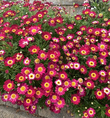 Argyranthemum frutescens 'Grandaisy Red' - 3 Perennial Plants in 3" Pot - Red Daisy Flowers for Gardens and Landscapes