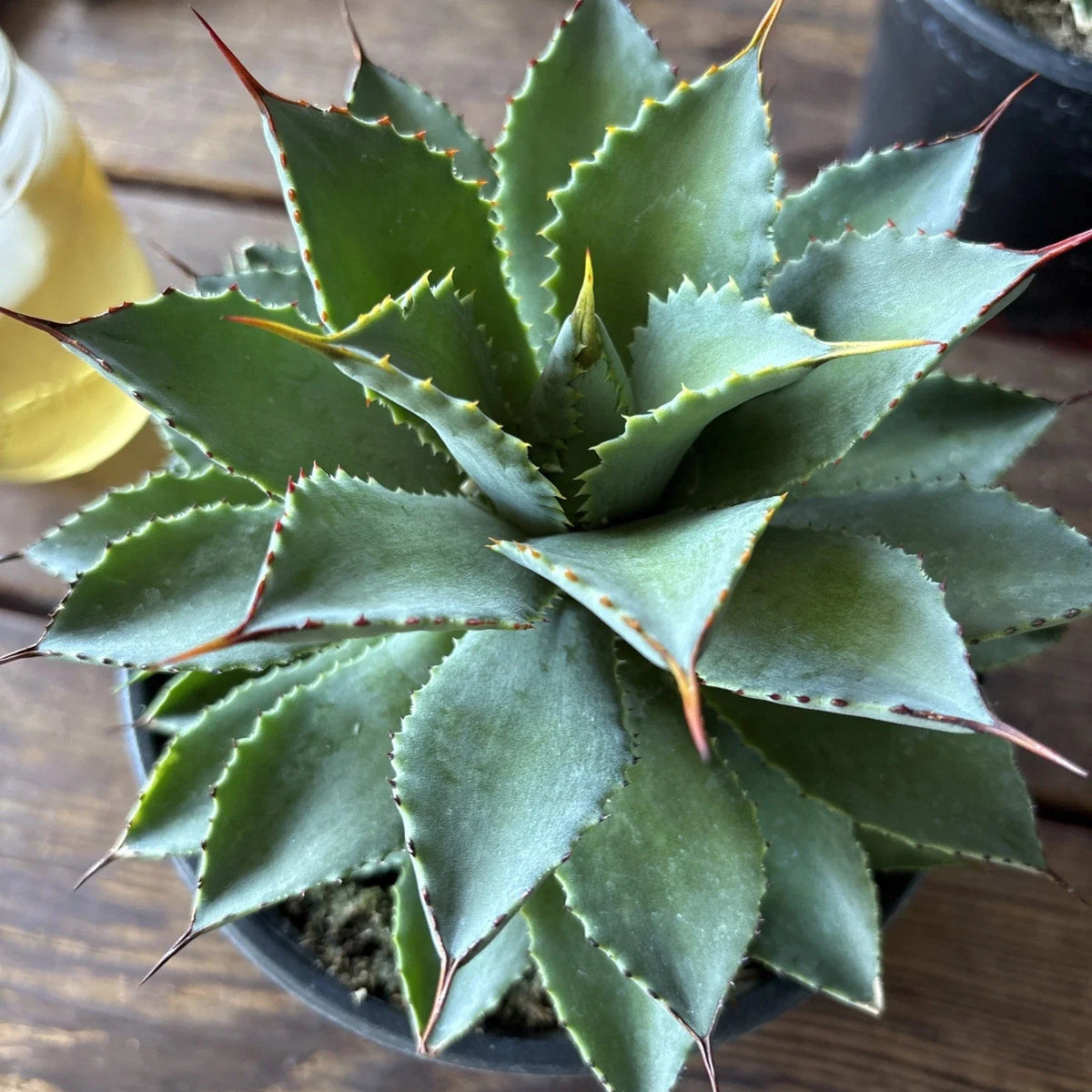 Agave Potatorum Plant, 6" Rooted in 6" Pot, Hardy Succulent, Agave filifera