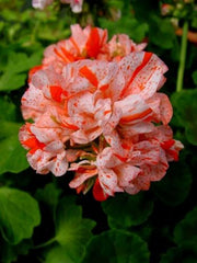 Orange White Geranium Seeds - 10 Perennial Flower Seeds - Geranium maculatum - US Seller