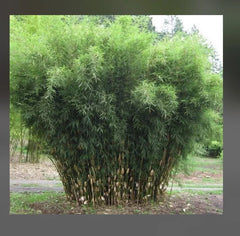 Fountain Bamboo Plant - 18-24” Clumping Non-Invasive Cold Hardy - Fargesia