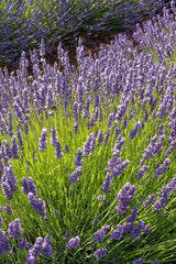 Phenomenal Lavender Plant 4' in Pot Purple-Blue Flowers Lavandula x intermedia Cold-Hardy Pollinator-Friendly