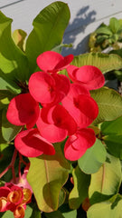 Crown of Thorns Cutting 1 Count Bright Red Euphorbia milii Unrooted