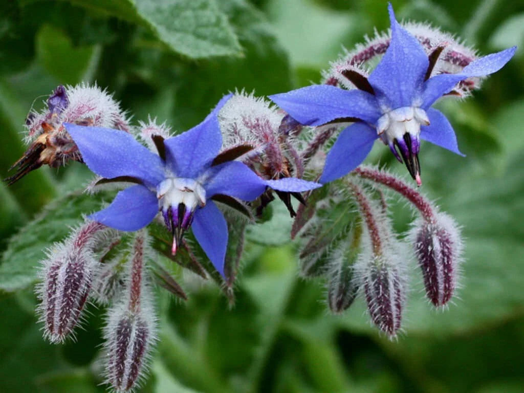 Borage Herb Seeds - 50+ Heirloom NON-GMO Pest Repellent Seeds - Borago officinalis