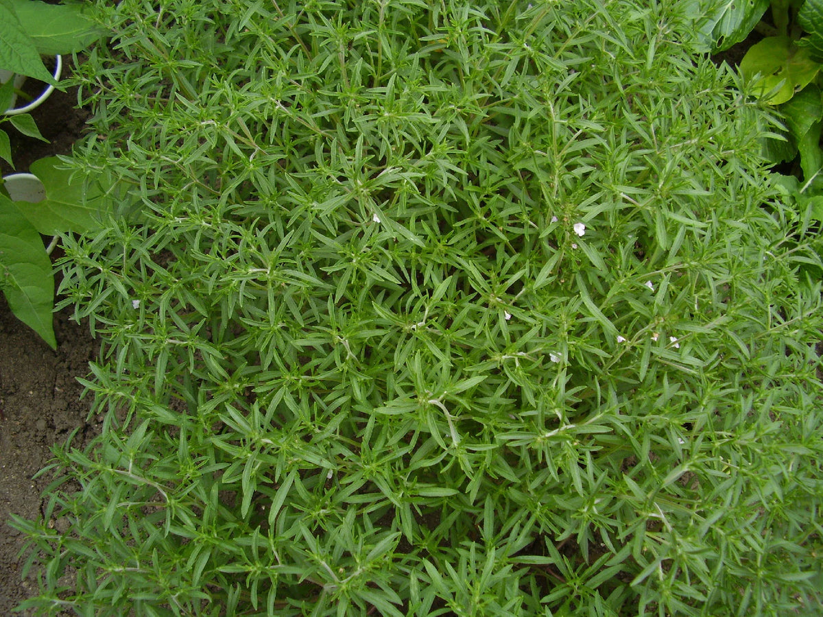 Summer Savory Herb Seeds, 510 Count - Satureja hortensis, Aromatic Culinary Herb for Cooking and Gardening