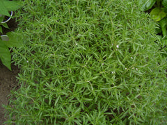 Summer Savory Herb Seeds, 510 Count - Satureja hortensis, Aromatic Culinary Herb for Cooking and Gardening