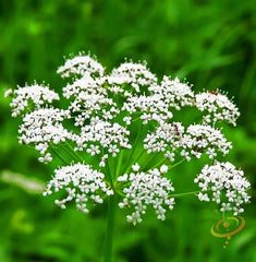 Organic Anise Seed for Planting - Heirloom Variety - Pimpinella anisum - Non-GMO, Culinary Herb Seeds