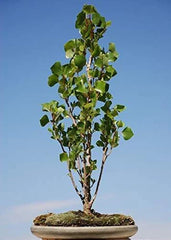 Bonsai Tree Cutting - Easy to Grow Indoor/Outdoor - Ficus retusa - Gift for Plant Lovers