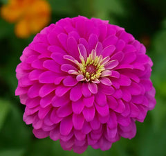 Zinnia Seeds - 100 Non-GMO Violet Queen for Songbirds & Butterflies - Perfect for Hummingbirds - Zinnia elegans