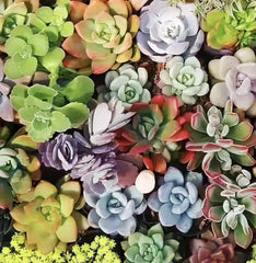 Large Succulent Cuttings 4-6" Variety Pack - 10 Healthy Fresh Easy Care Succulents for Planting and Decorating