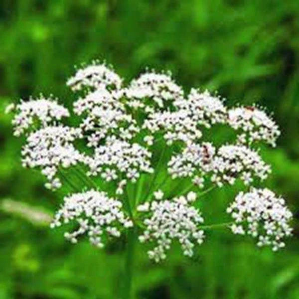 Anise Herb Seeds - 50+ Heirloom Seeds, Unique Flavor, Aromatic Spice, Pimpinella anisum