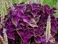 Purple Dragon Coleus Seeds - 25+ Pack - Colorful Foliage for Garden Planting - Coleus blumei