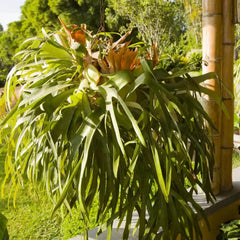 Staghorn Fern Plant - 4 in. Unique Foliage, Low Maintenance House Plant - 3-Pack, Platycerium