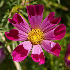 Cosmos Seeds - 150 Seeds - Sea Shells Variety - Cosmos bipinnatus - GroCo USA - Buy 15 for Free Shipping