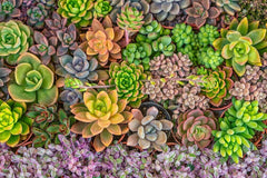 Succulent Seeds Mix - 50 Seeds - Echeveria Variety - Cacti and Succulents - Ships from Iowa, USA