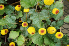 Paracress Seeds - Medicinal Herb, Toothache Plant, Herbal Healing, Spilanthes acmella - Tracking Included