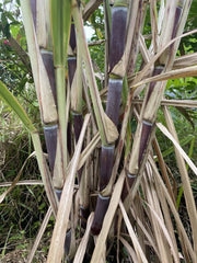 Sugar Cane Cuttings - 3 Large Organically Grown Cuttings - Saccharum officinarum - SW Florida