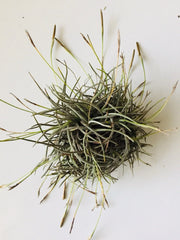Giant Tillandsia Recurvata Ball Clusters - Bulk Air Plant Texas Ball Moss - Unique Home Decor