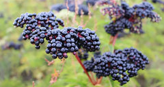 Elderberry Tree Live Plant 12" Quart Pot Black Elderberry Sambucus Nigra Outdoor Low Maintenance Spring Bloom